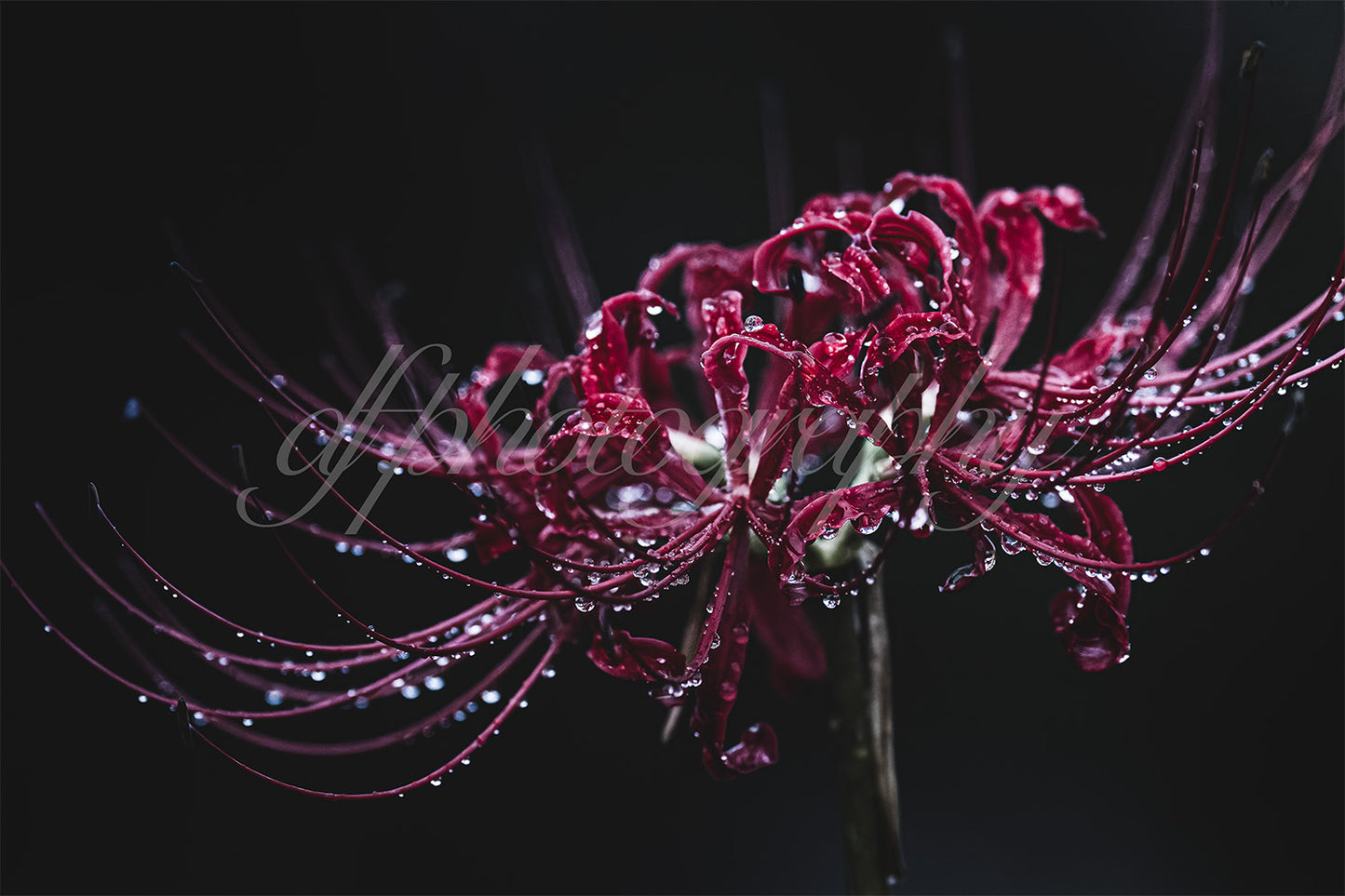 Lycoris